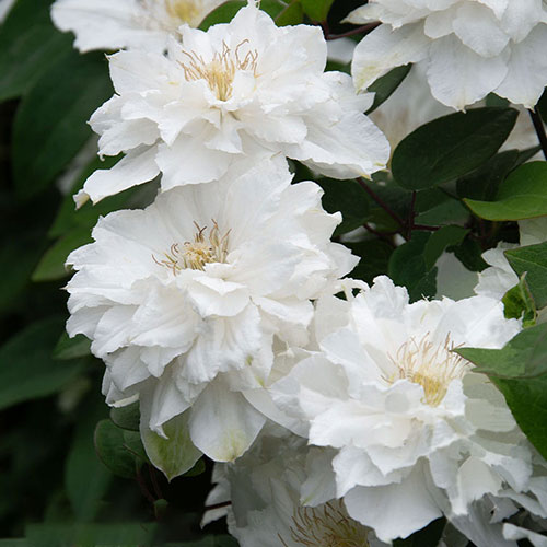 Clematis Brides Bouquet