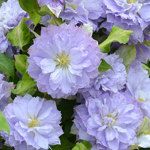 Clematis Blue Ice Cream