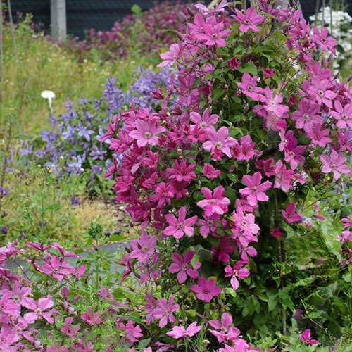 Clematis Pink Horizon
