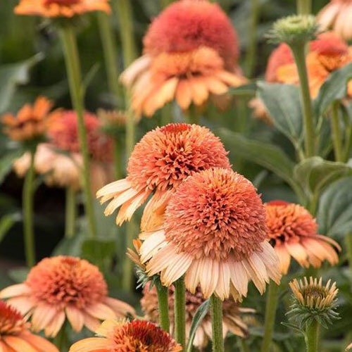 Echinacea Supreme Cantaloupe