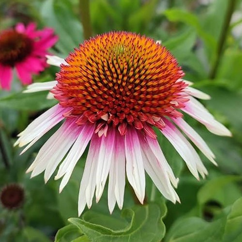 Echinacea Strawberry and Cream