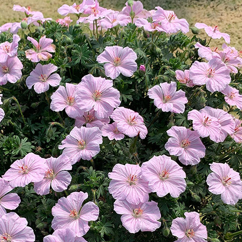 Geranium Frivolous Pink