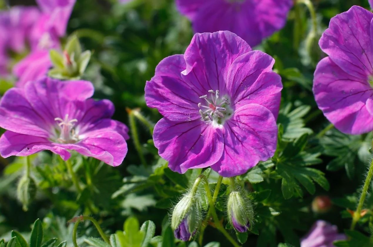 Geranium Frivolous Purple - imagine 2
