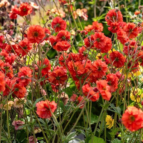 Geranium Grande Rosso