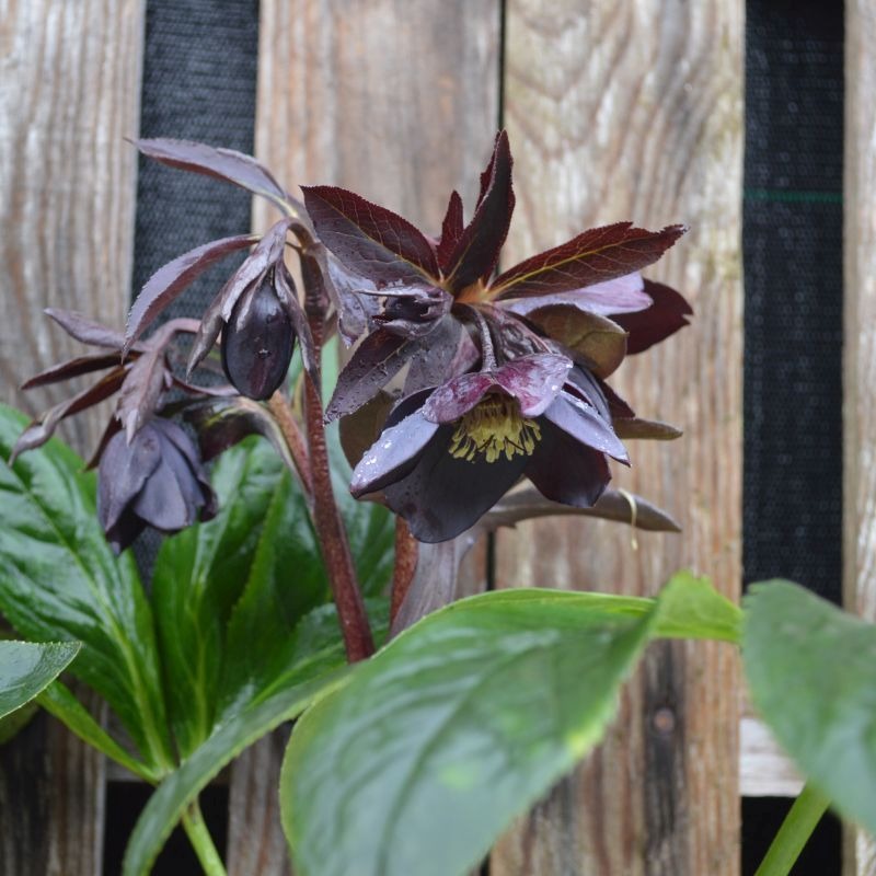 Helleborus Abigail - imagine 4