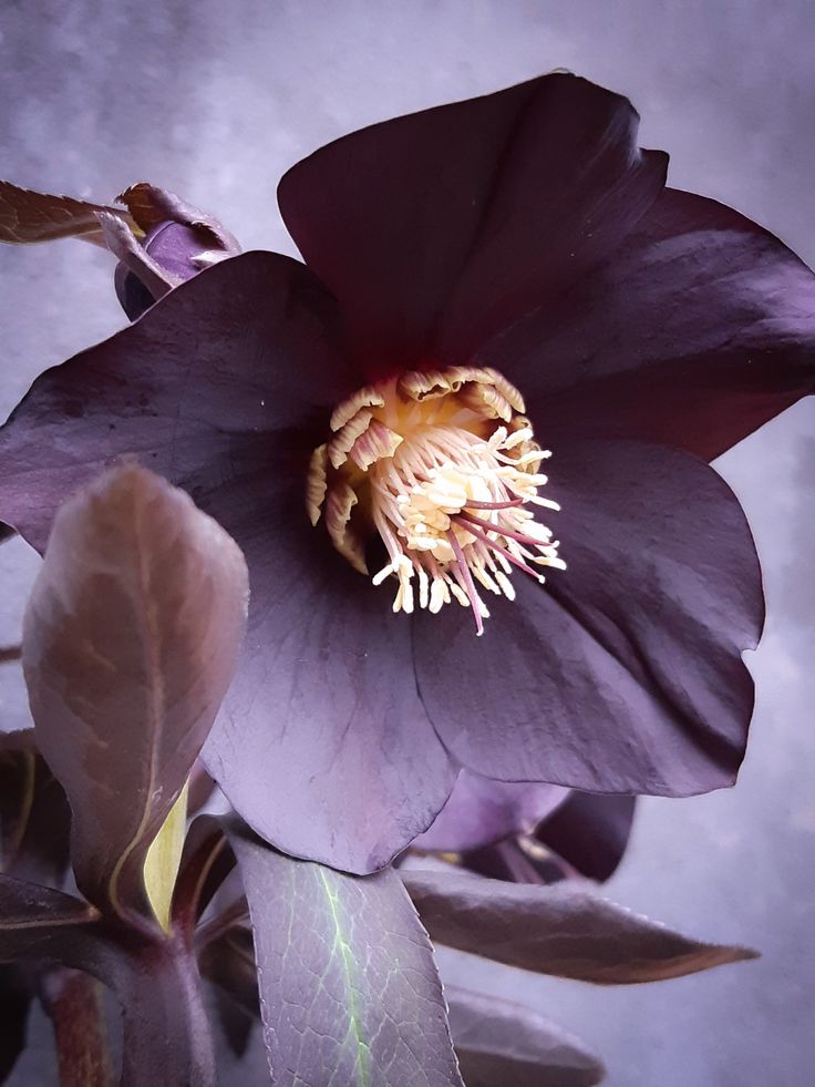 Helleborus Abigail - imagine 3
