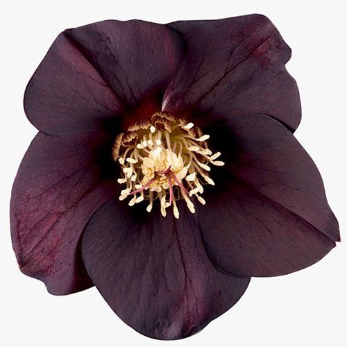 Helleborus Abigail