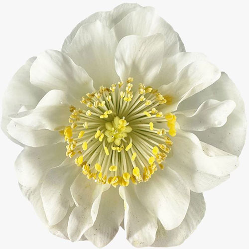 Helleborus Bright Star