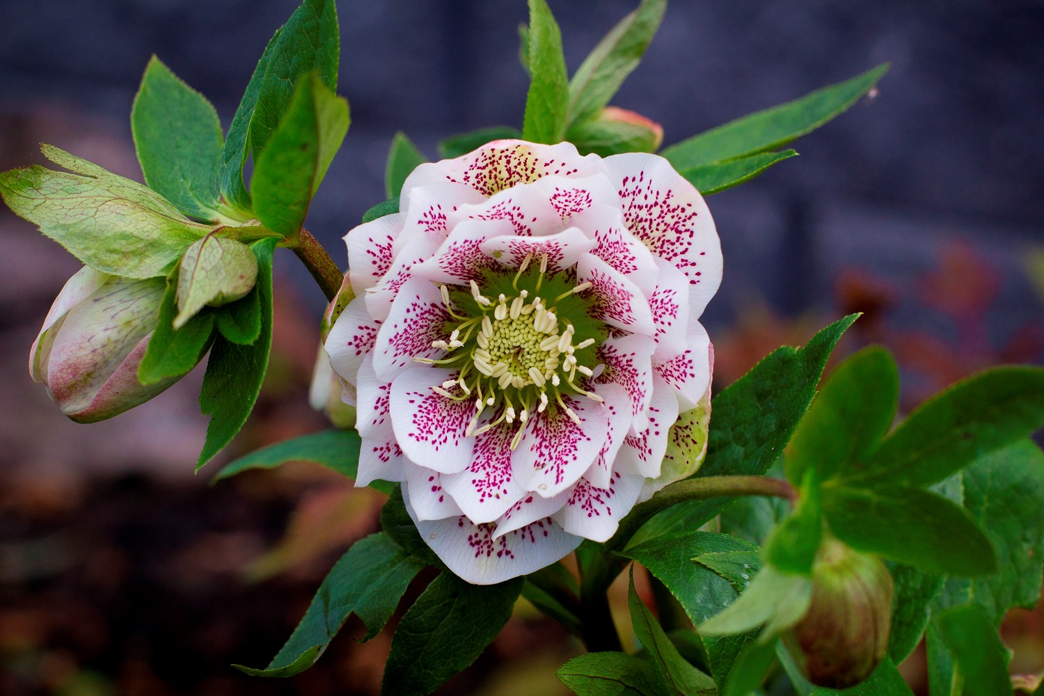Helleborus Cinderella - imagine 5