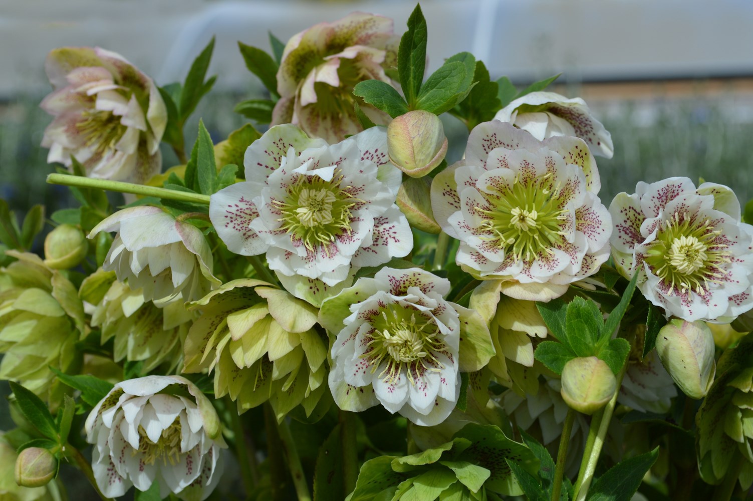 Helleborus Cinderella - imagine 4