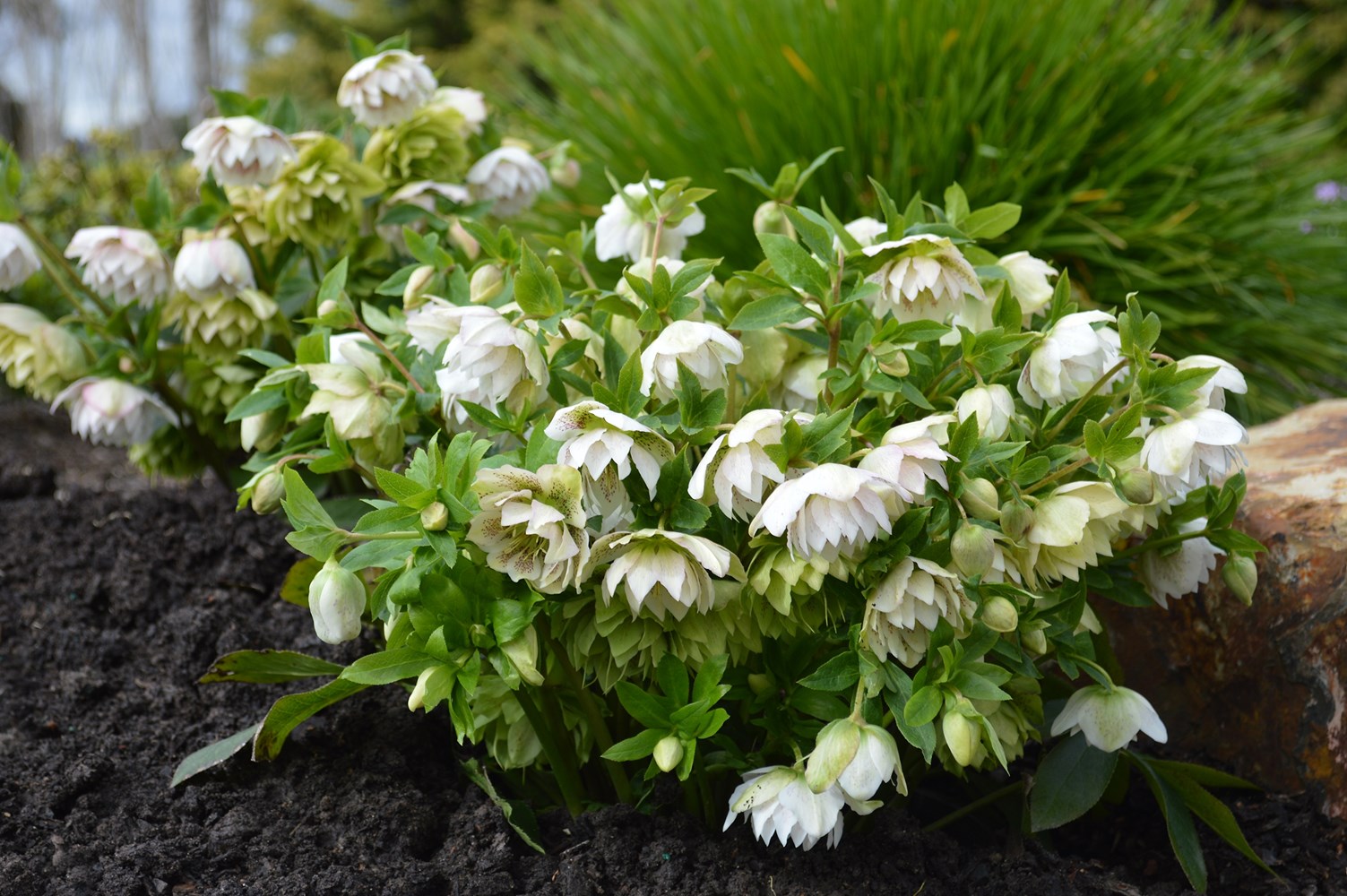 Helleborus Cinderella - imagine 3