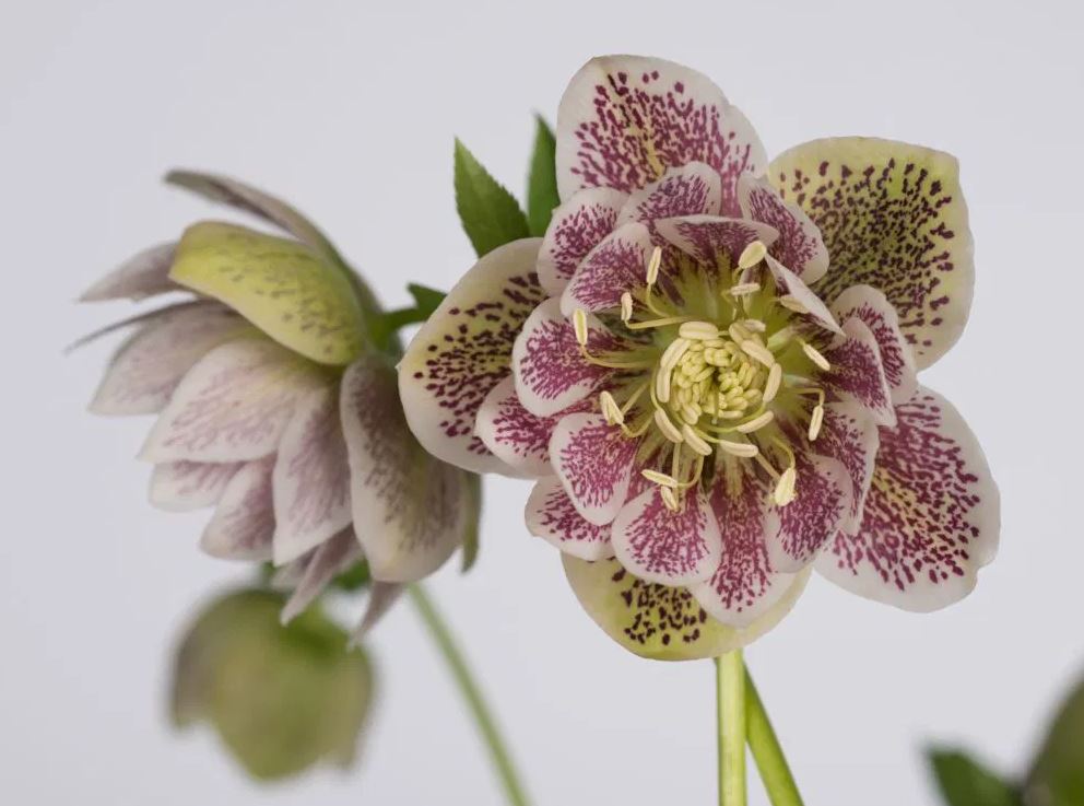 Helleborus Cinderella - imagine 2