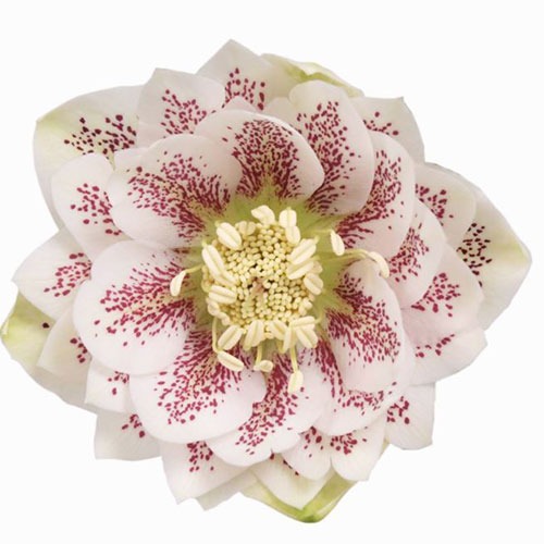 Helleborus Cinderella