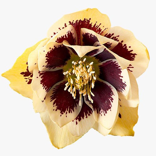 Helleborus Danique