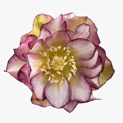 Helleborus Eva