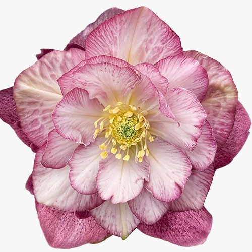 Helleborus Jiska