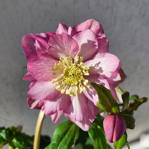 Helleborus Jiska