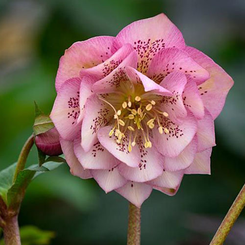 Helleborus Larissa