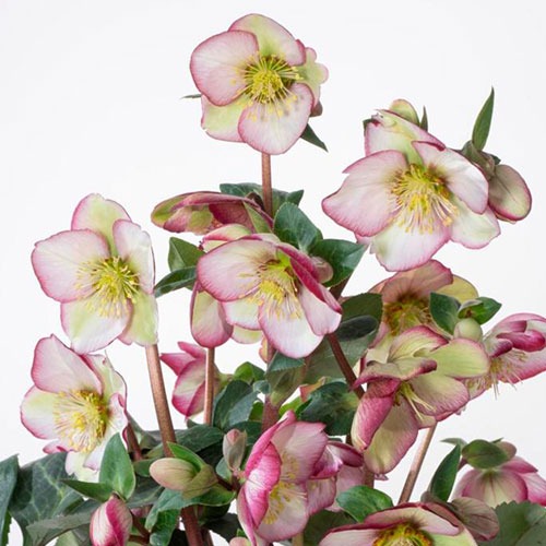 Helleborus Magico