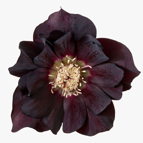 Helleborus Manon