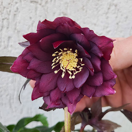 Helleborus Rhodé