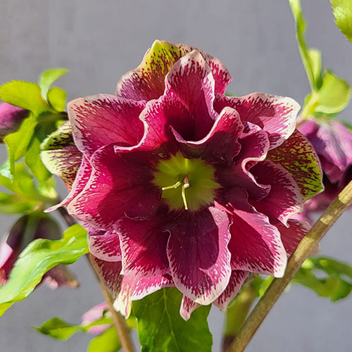 Helleborus