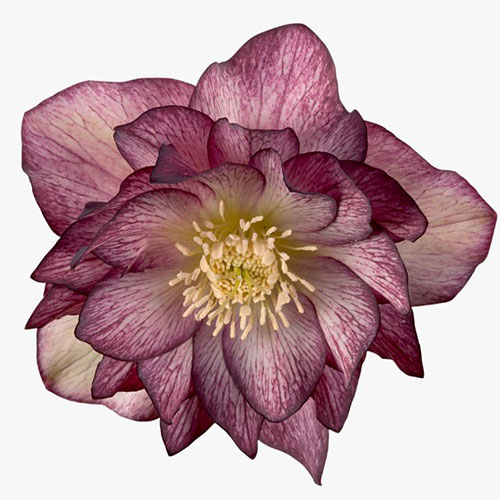 Helleborus Serah