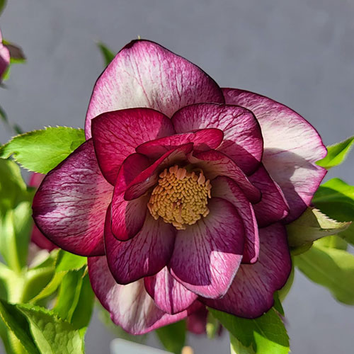 Helleborus Serah