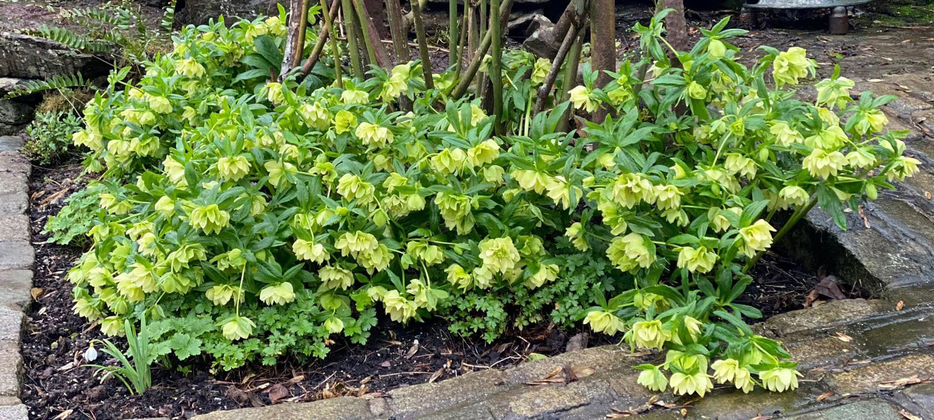 Helleborus Xanthia - imagine 2