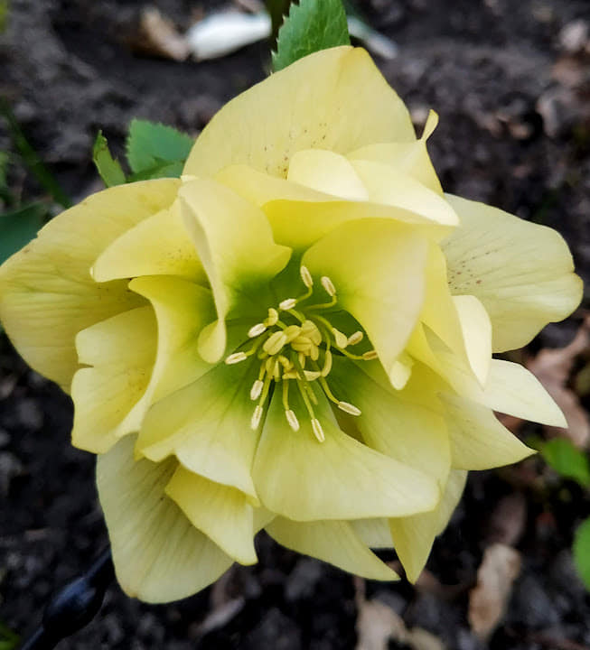 Helleborus Xanthia - imagine 3