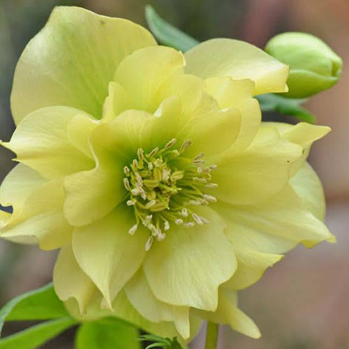 Helleborus Xanthia
