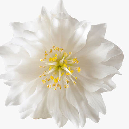 Helleborus Niger Double