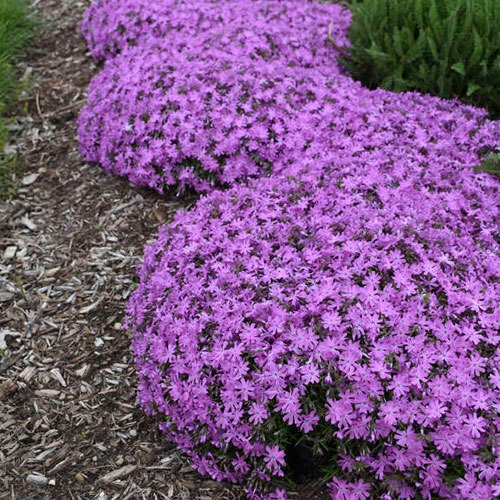 Phlox Bedazzled Pink