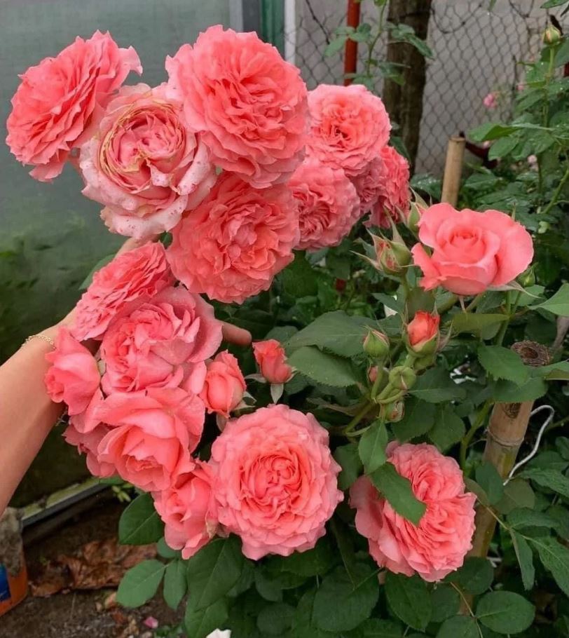 Trandafir Corai Gelee - imagine 3