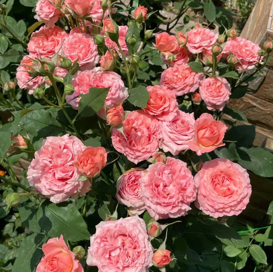 Trandafir Corai Gelee - imagine 2