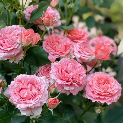 Trandafir Corai Gelee