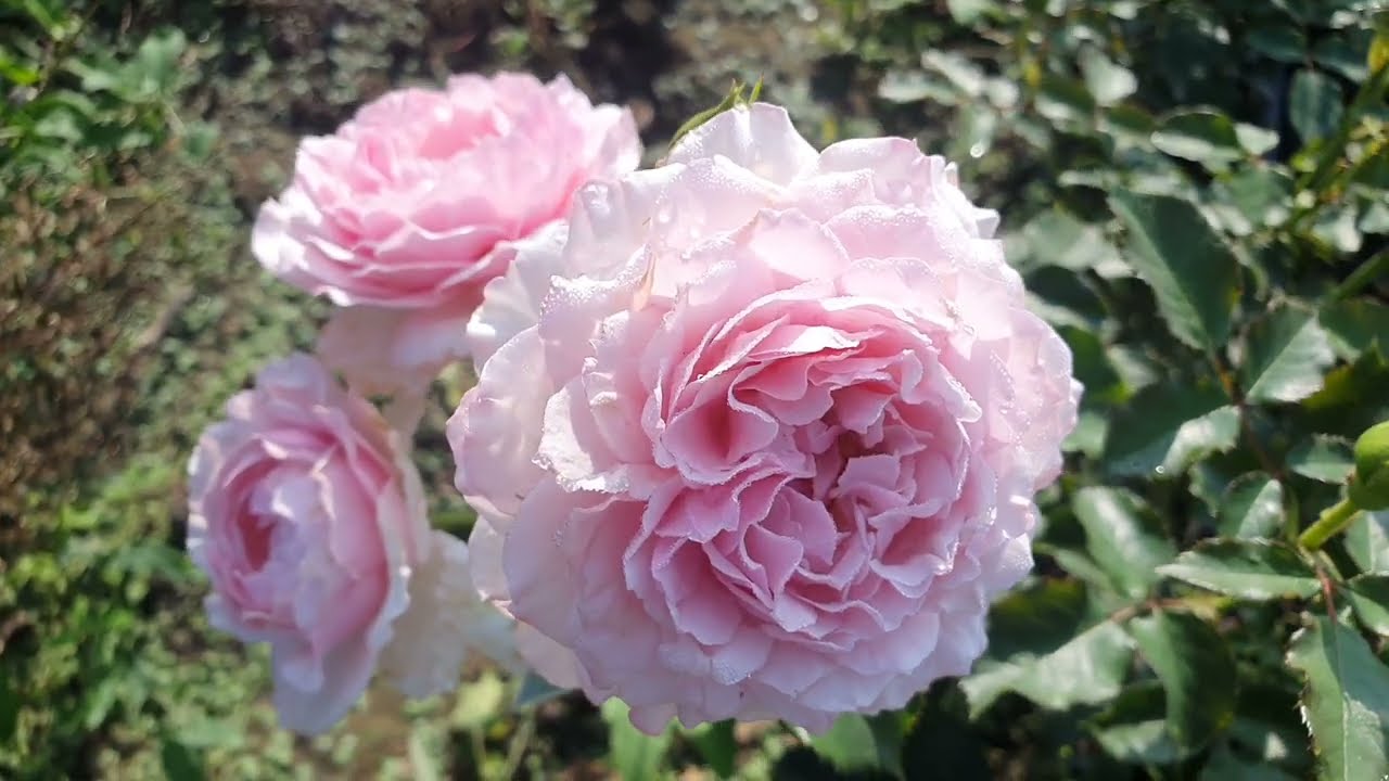 Trandafir Euridice - imagine 3