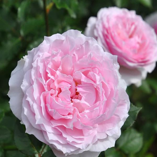 Trandafir Euridice - imagine 4