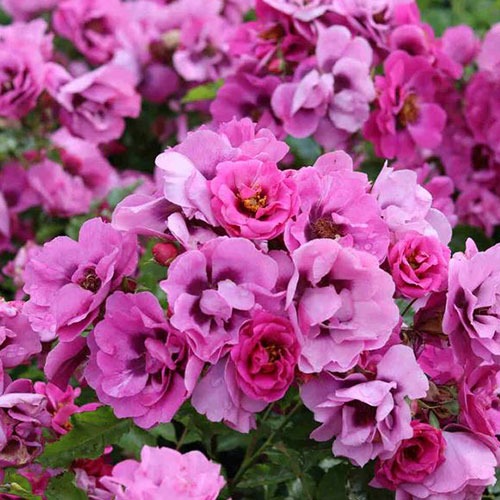 Trandafir Orienta Djamila