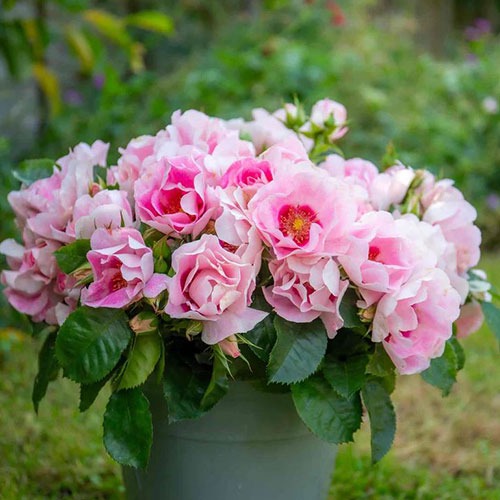 Trandafir See you in Rose