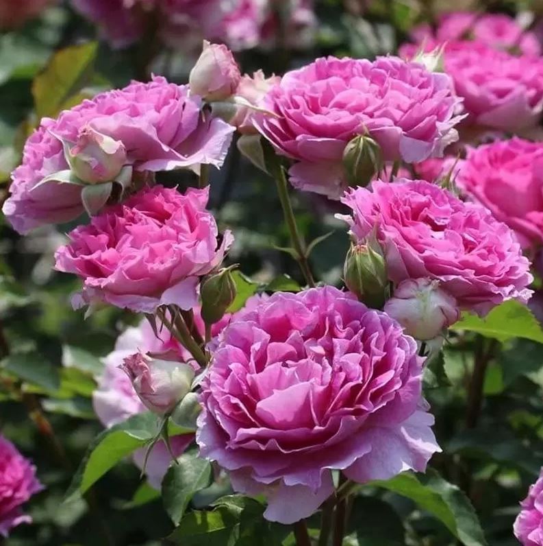 Trandafir Sheherezade - imagine 4