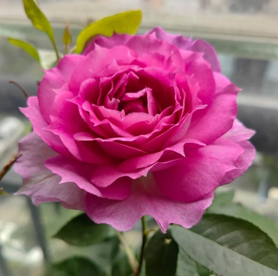 Trandafir Sheherezade - imagine 3