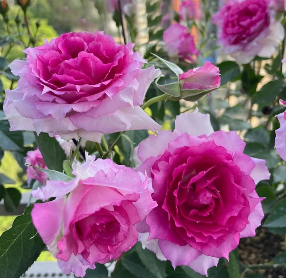 Trandafir Sheherezade - imagine 2