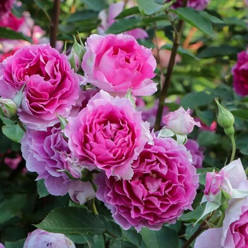 Trandafir Sheherezade