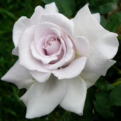 Trandafir Stainless Steel