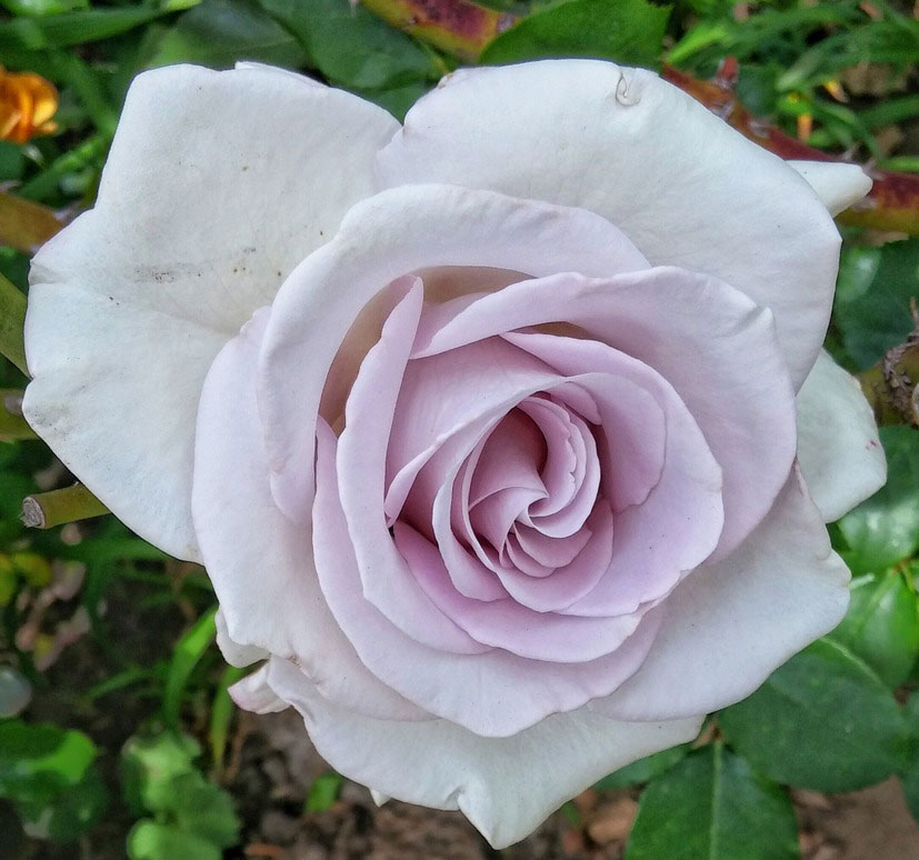 Trandafir Stainless Steel - imagine 3