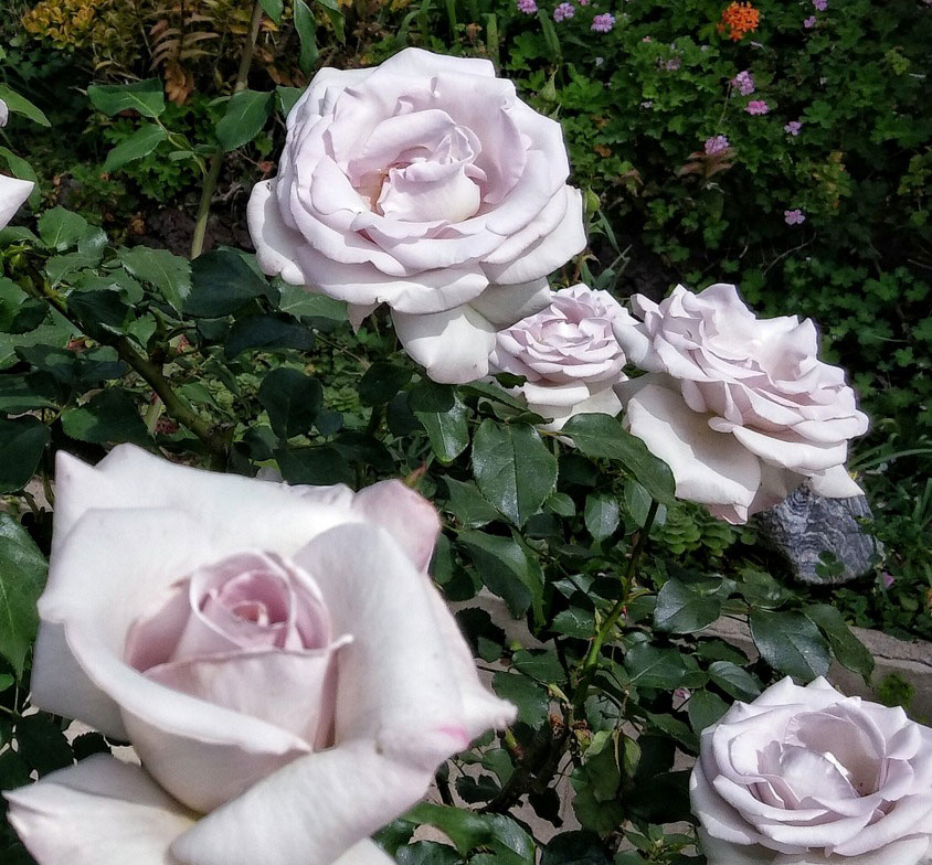 Trandafir Stainless Steel - imagine 2