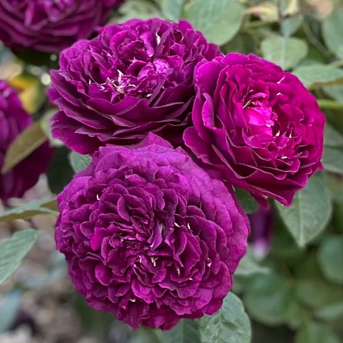 Trandafir Twilight Zone