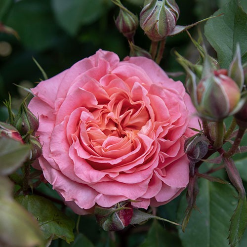 Trandafir Vivienne Westwood