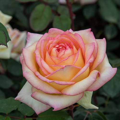 Trandafir Anna Molinari